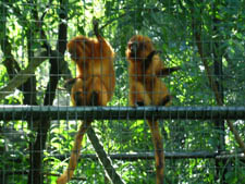 St. Maarten Zoo Netherland Antilles