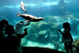 Aquarium of the Pacific Anaheim, California