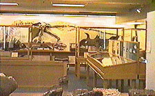 Paleontology Museum Edmonton, Alberta, Canada