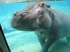 Hippoquarium Toledo Zoo Toledo,Ohio