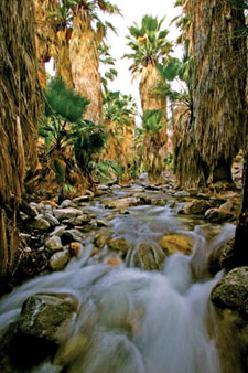 Agua Caliente Indian Canyons Palm Springs, California