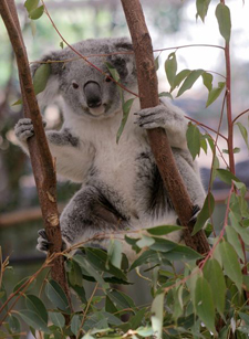 Lone Pine Koala Sanctuary Brisbane, Australia