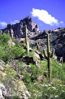 Sabino Canyon Tucson, Arizona