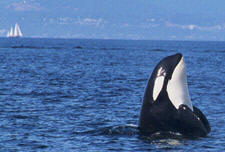 Wild Whales Vancouver, British Columbia, Canada