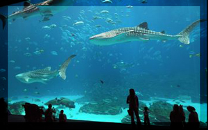 Georgia Aquarium