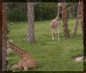 Jacksonville Zoo & Garden