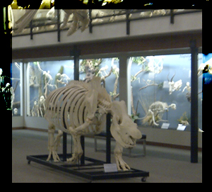 Museum of Osteology