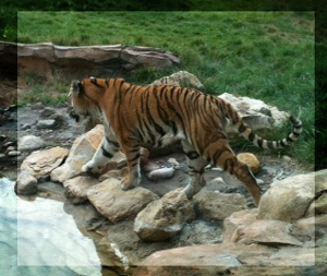 Sedgwick County Zoo