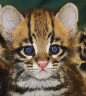 Abilene Zoo in Abilene, Texas