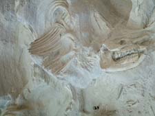 Ashfall Fossil Beds State Historical Park Nebraska