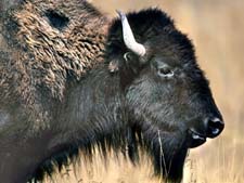 National Bison Range Montana