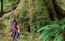 Cathedral Grove Vancouver, British Columbia, Canada