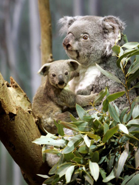 Cleveland Metroparks Zoo Ohio