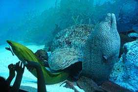 Coex Aquarium