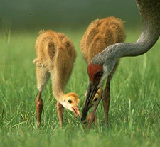 Sand Hill Cranes, Intl Crane Foundation Baraboo, Wisconsin