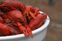Crawfish from Red's Kentucky