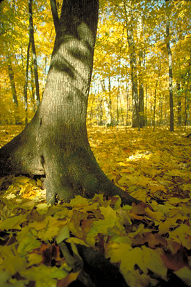 DuPage Forest Preserve Illinois