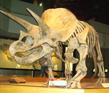 Royal Tyrrell Museum of Paleontology Alberta, Canada
