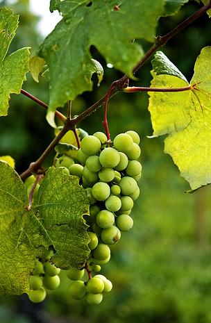 Wineries