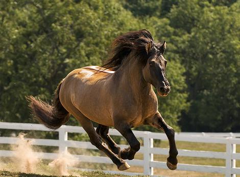 Kentucky Horse Park