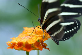 Franklin Park Conservatory Columbus