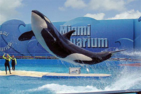 Miami Seaquarium 