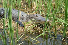 Honey Island Swamp Tours in New Orleans