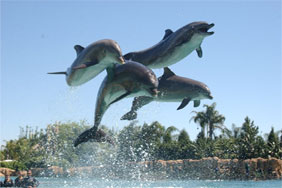 Dolphins at Discovery Cove