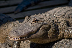 Gatorland Gator's Orlando