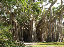 Hugh Taylor Birch State Park Ft. Lauderdale, Florida