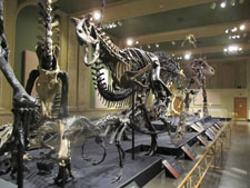 Dinosaur Discovery Museum Kenosha, Wisconsin