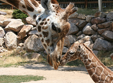 Hogle Zoo Salt Lake City, Utah