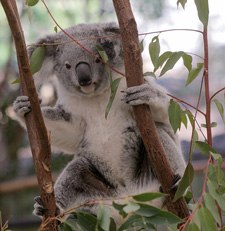 Lone Pine Koala Sanctuary Brisbane, Australia