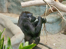 Milwaukee County Zoo Wauwatosa, Wisconsin