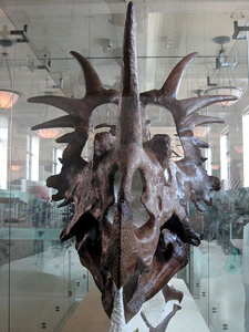 New York Museum of Natural History Manhattan, New York