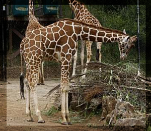 Oakland Zoo