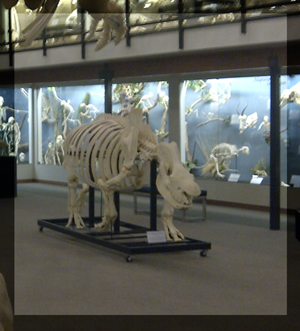 Museum of Osteology