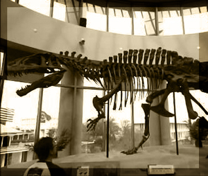 Natural Science Musuem North Carolina