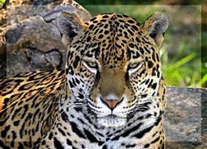 Happy Hallow Park & Zoo
