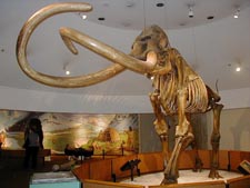 Page Museum at the La Brea Tar Pits Los Angeles, California  A Columbian mammoth from the pits