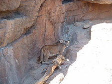 Arizona-Sonora Desert Museum Tucson, Arizona
