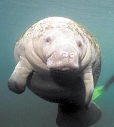 Tampa Electric Manatee Viewing Center Tampa, Florida