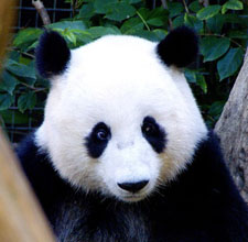 San Diego Zoo, California