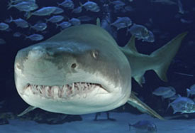 Sand tiger shark Georgia Aquarium Atlanta, Georgia