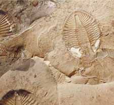 Burgess Shale Field Vancouver, British Columbia, Canada