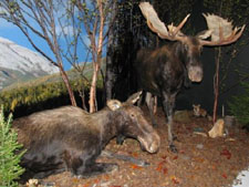 Gros Morne Wildlife Museum Newfoundland, Canada