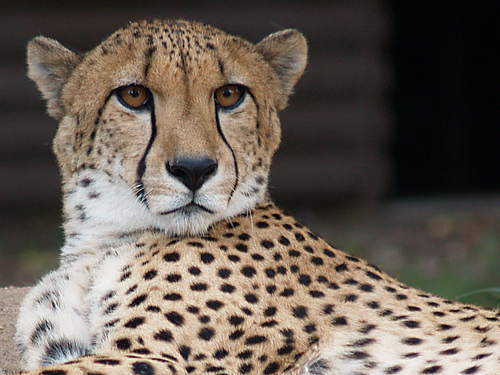 Denver Zoo